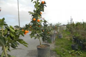 Portakal fidesi